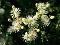 Clematis
